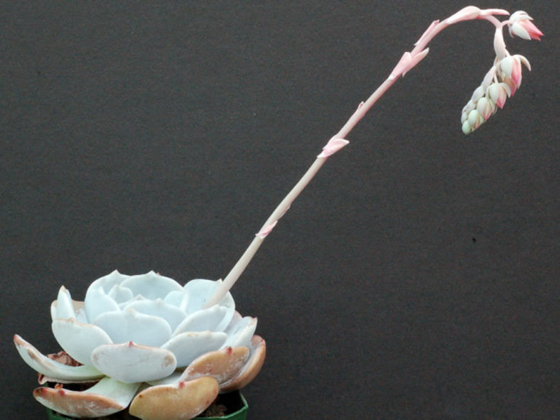 Echeveria 'Moondust'