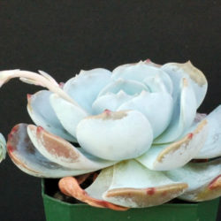 Echeveria 'Moondust'