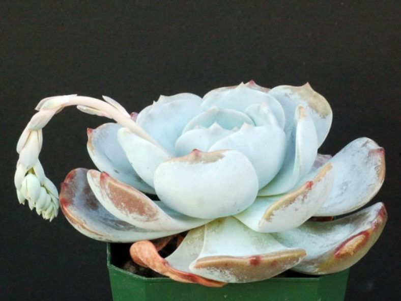 Echeveria 'Moondust'