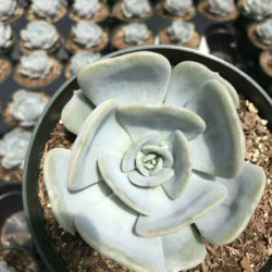 Echeveria 'Moondust'