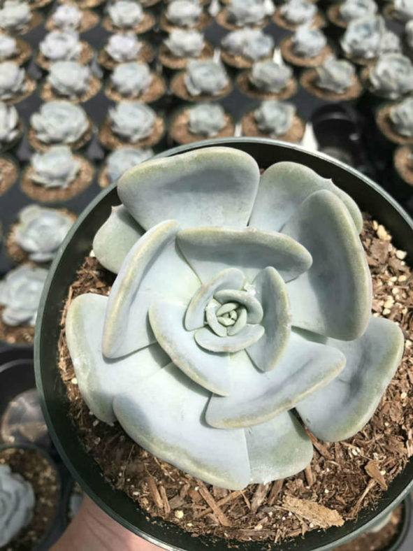 Echeveria 'Moondust'