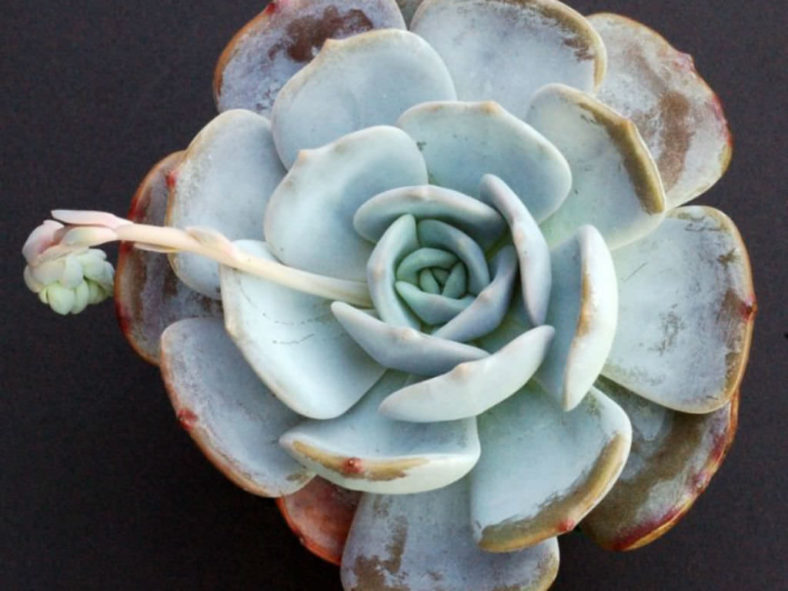 Echeveria 'Moondust'