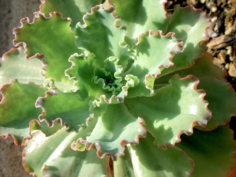 Echeveria crenulata