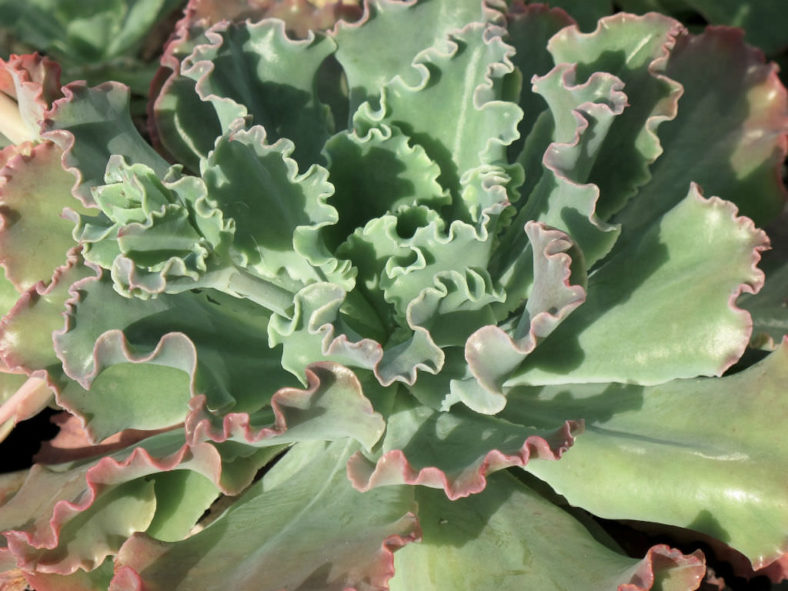 Echeveria crenulata