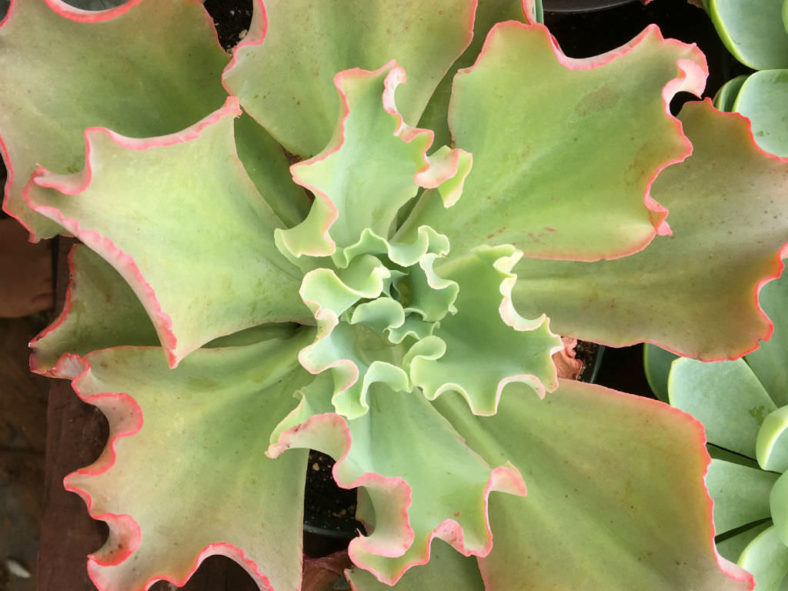 Echeveria crenulata