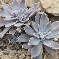 Echeveria diffractens - Shattering Echeveria