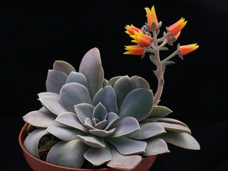 Echeveria diffractens - Shattering Echeveria