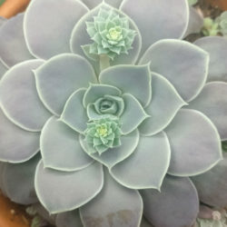 Echeveria diffractens - Shattering Echeveria