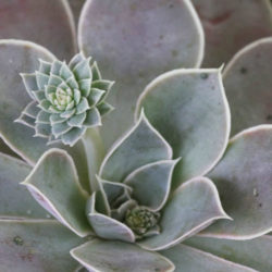 Echeveria diffractens - Shattering Echeveria