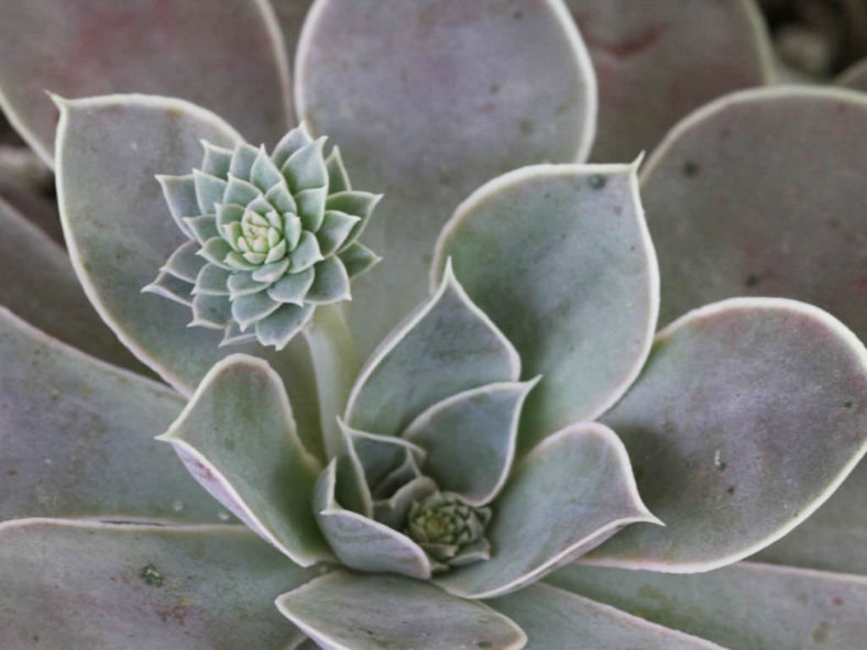 Echeveria diffractens - Shattering Echeveria