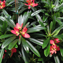 Euphorbia punicea - Jamaican Poinsettia