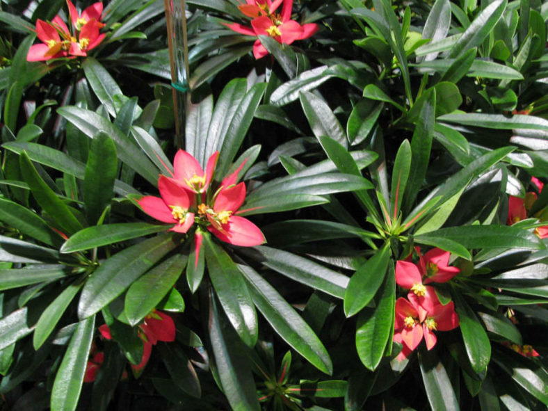 Euphorbia punicea - Jamaican Poinsettia