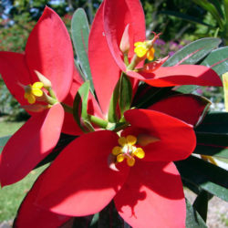 Euphorbia punicea - Jamaican Poinsettia