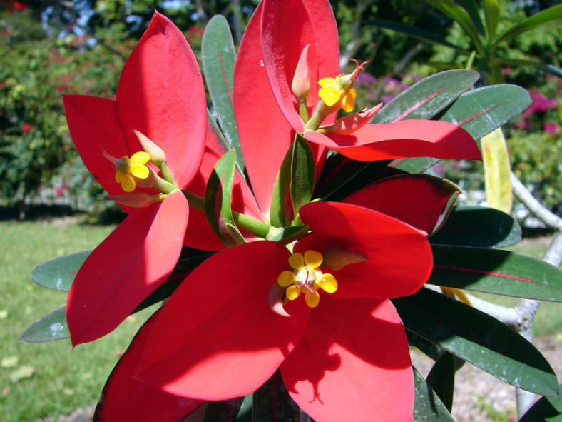 Euphorbia punicea - Jamaican Poinsettia