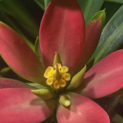 Euphorbia punicea - Jamaican Poinsettia