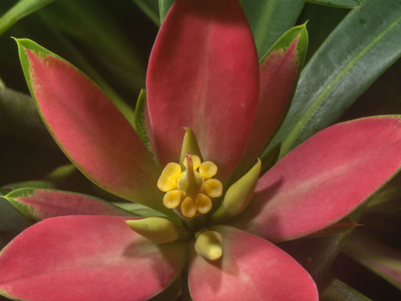 Euphorbia punicea - Jamaican Poinsettia