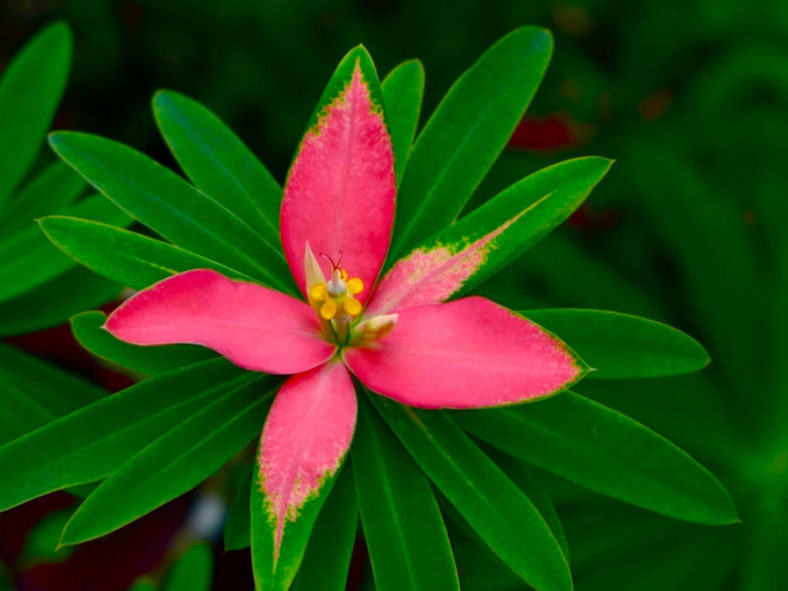 Euphorbia punicea - Jamaican Poinsettia