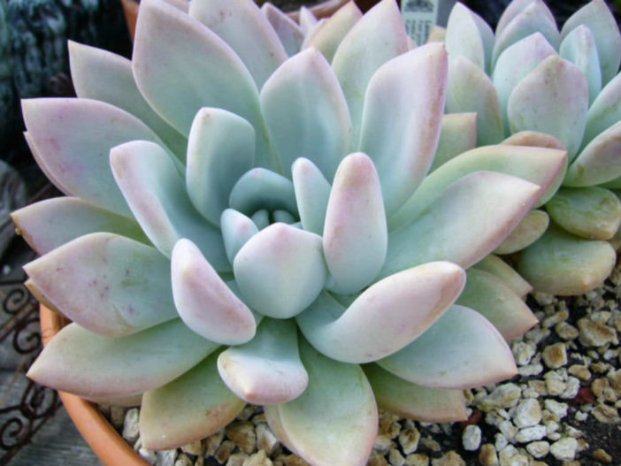  Graptoveria 'Opalina' 