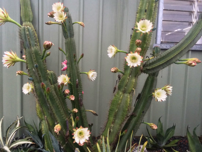 Growing Columnar Cacti from Cuttings (Cereus repandus)