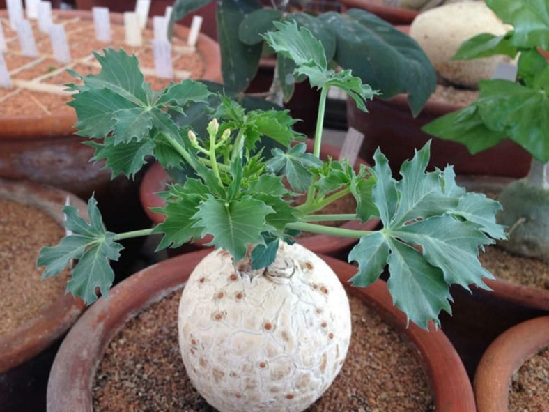 Jatropha cathartica - Berlander's Nettlespurg