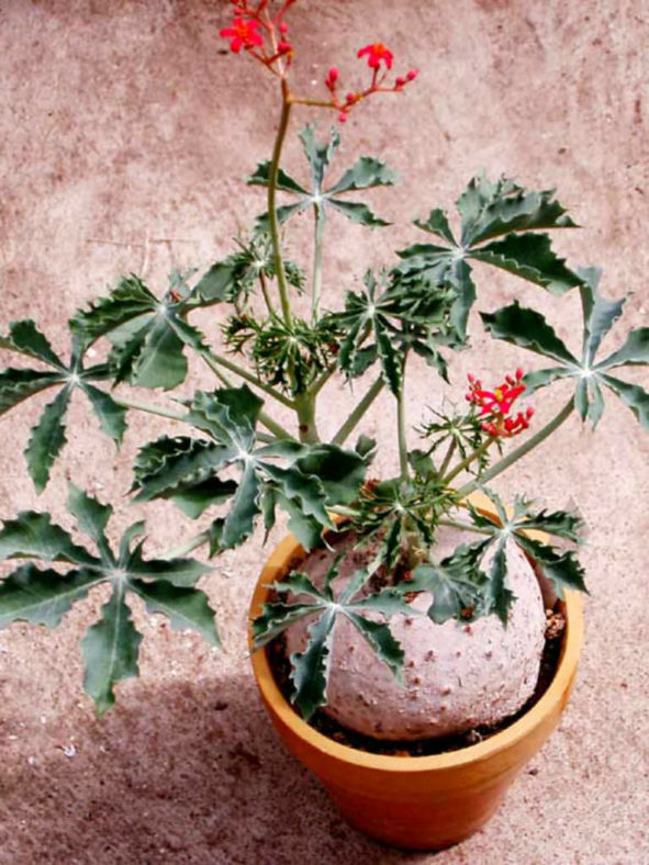 Jatropha cathartica - Berlander's Nettlespurg