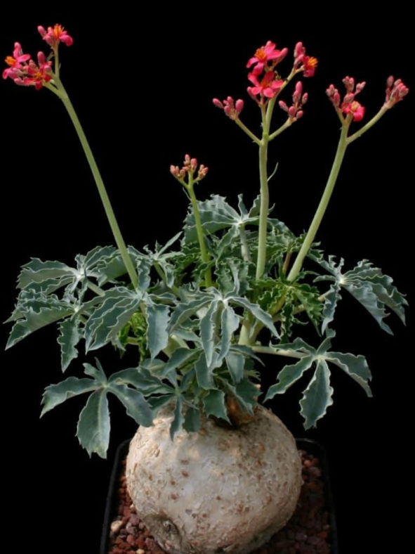 Jatropha cathartica (Berlander's Nettlespurg) aka Jatropha berlandieri