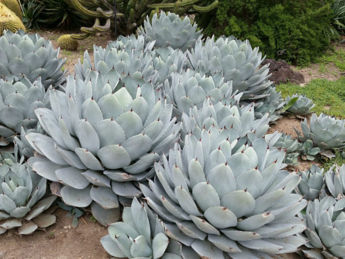 Parry's Agave: Succulent with Unrivaled Sculptural Beauty | World of ...