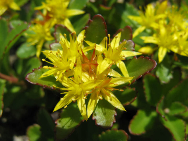 Phedimus aizoon var. floribundus aka Sedum aizoon var. floribundum