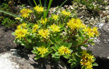 Phedimus aizoon var. floribundus (Aizoon Stonecrop) Phedimus aizoon var. floribundus aka Sedum aizoon var. floribundum