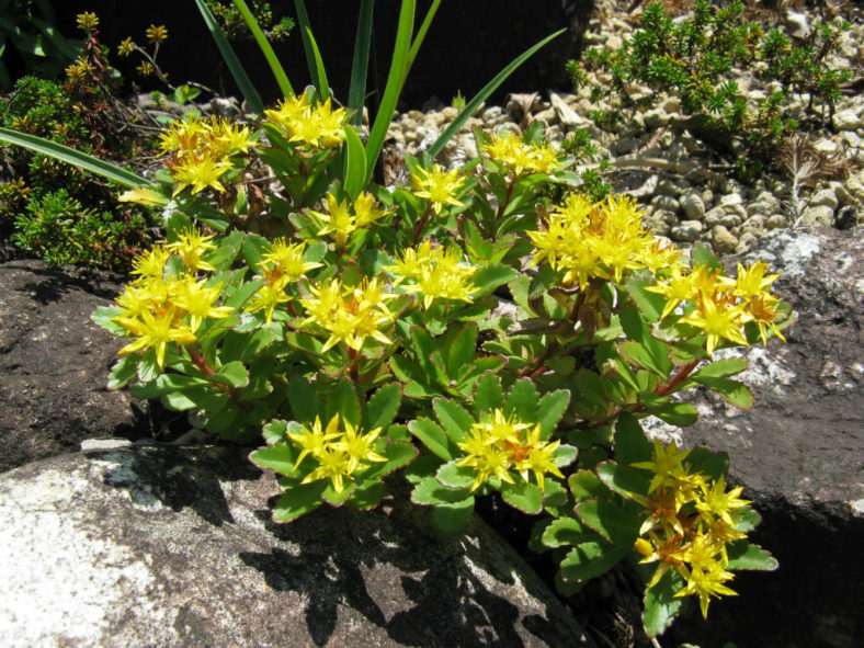 Phedimus aizoon var. floribundus aka Sedum aizoon var. floribundum