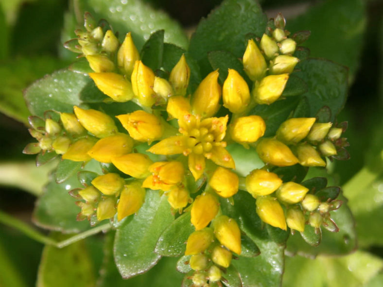 Phedimus aizoon var. floribundus aka Sedum aizoon var. floribundum