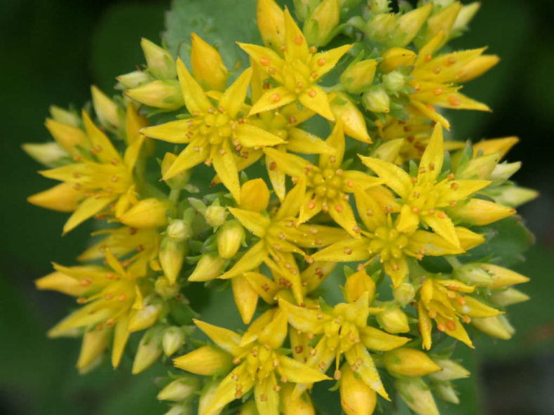 Phedimus aizoon var. floribundus aka Sedum aizoon var. floribundum