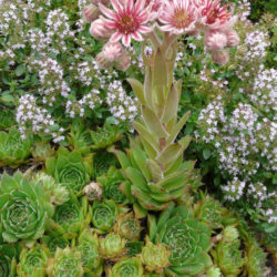 Sempervivum marmoreum