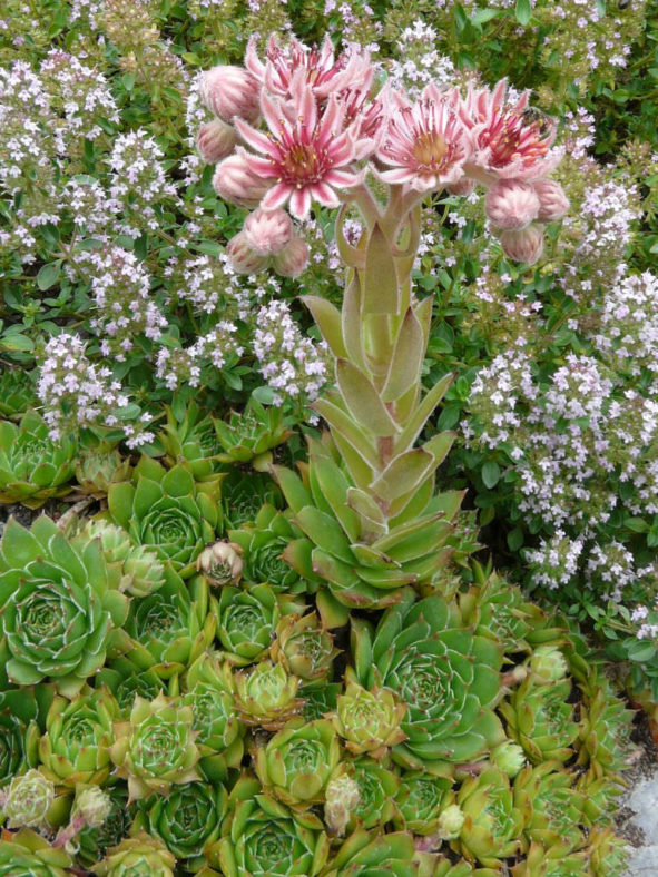 Sempervivum marmoreum