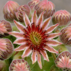 Sempervivum marmoreum
