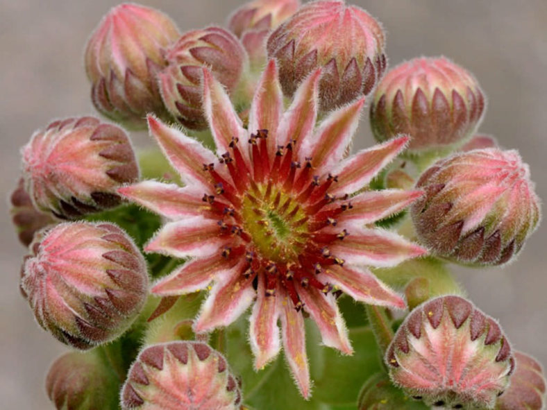 Sempervivum marmoreum