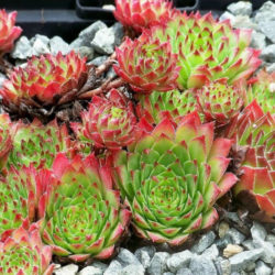 Sempervivum marmoreum