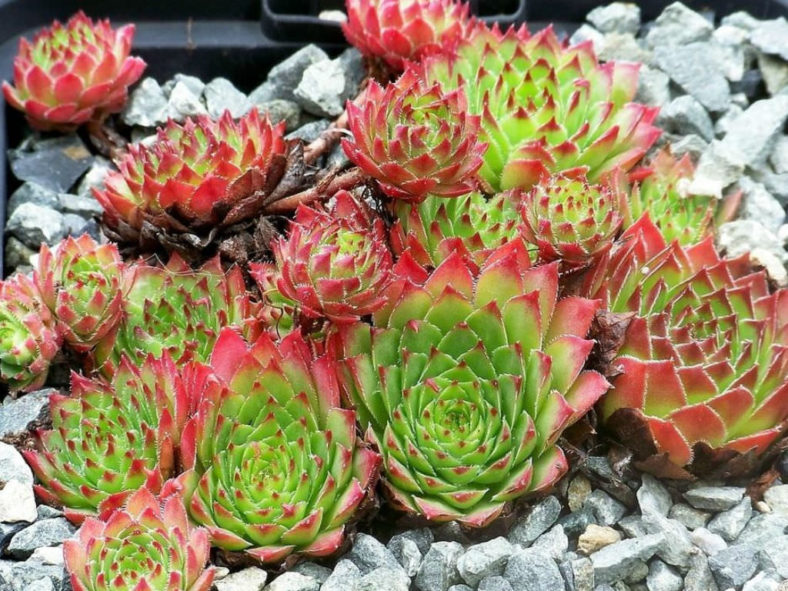 Sempervivum marmoreum
