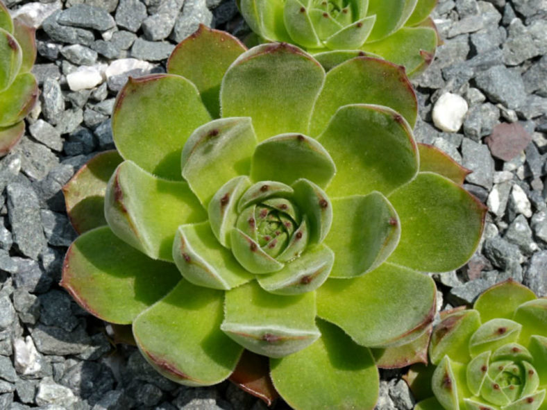 Sempervivum marmoreum