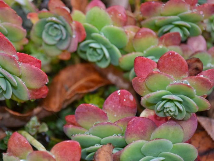 Winter Succulent Care (Sedum palmeri)