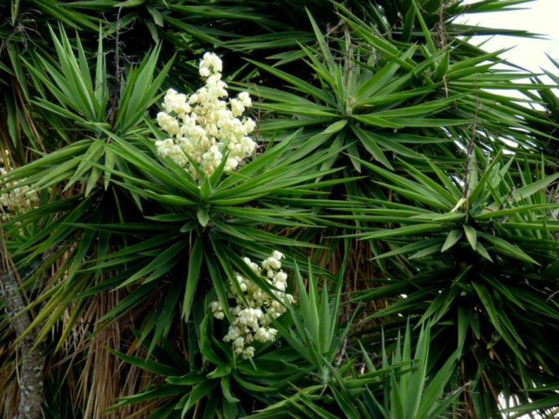 Yucca gigantea - Spineless Yucca