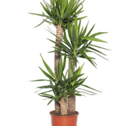 Yucca gigantea - Spineless Yucca