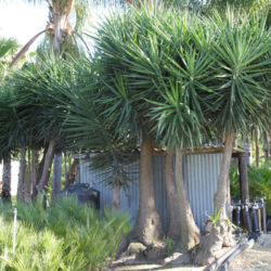 Yucca gigantea - Spineless Yucca