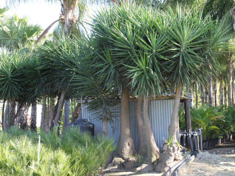 Yucca gigantea - Spineless Yucca