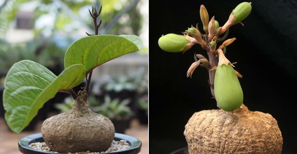 Adenia goetzei | World of Succulents