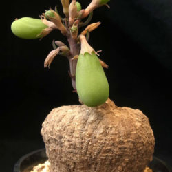 Adenia goetzei