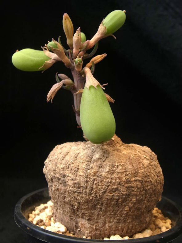 Adenia goetzei