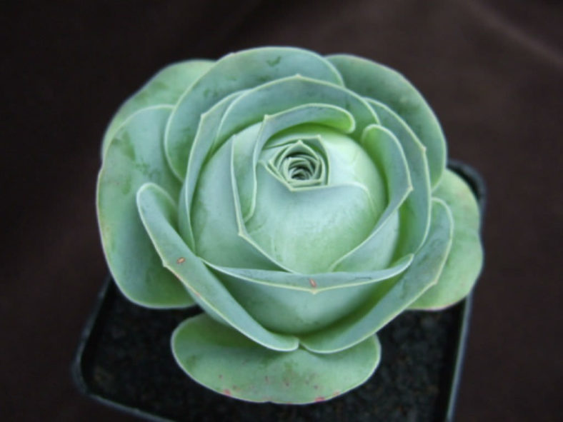 Aeonium diplocyclum (Greenovia diplocycla)