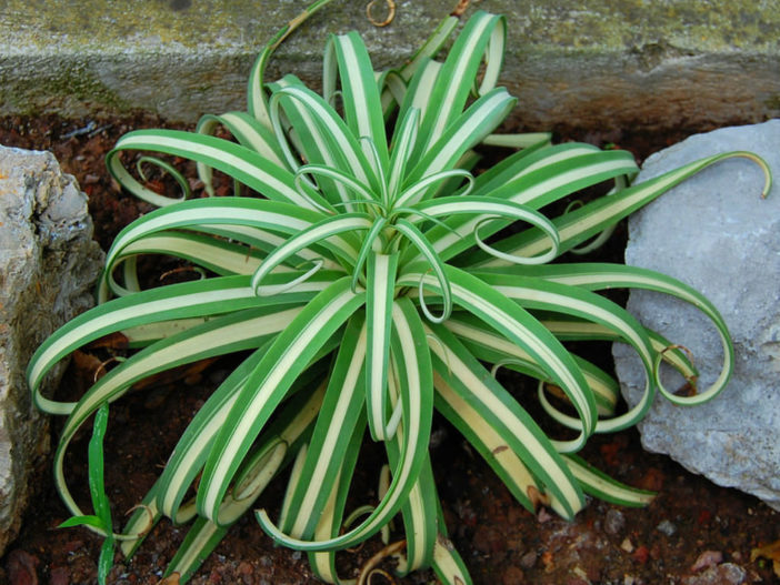 Agave bracteosa 'Mediopicta Alba' (Candelabrum Agave)