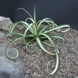 Agave bracteosa 'Mediopicta Alba' (Candelabrum Agave)